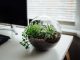Terrarium Building for Plants: How to Create a Miniature Garden News