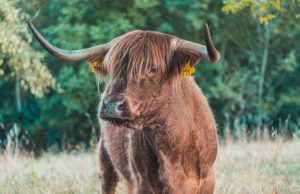 The Thrill of Bull Riding: A Beginner’s Guide News