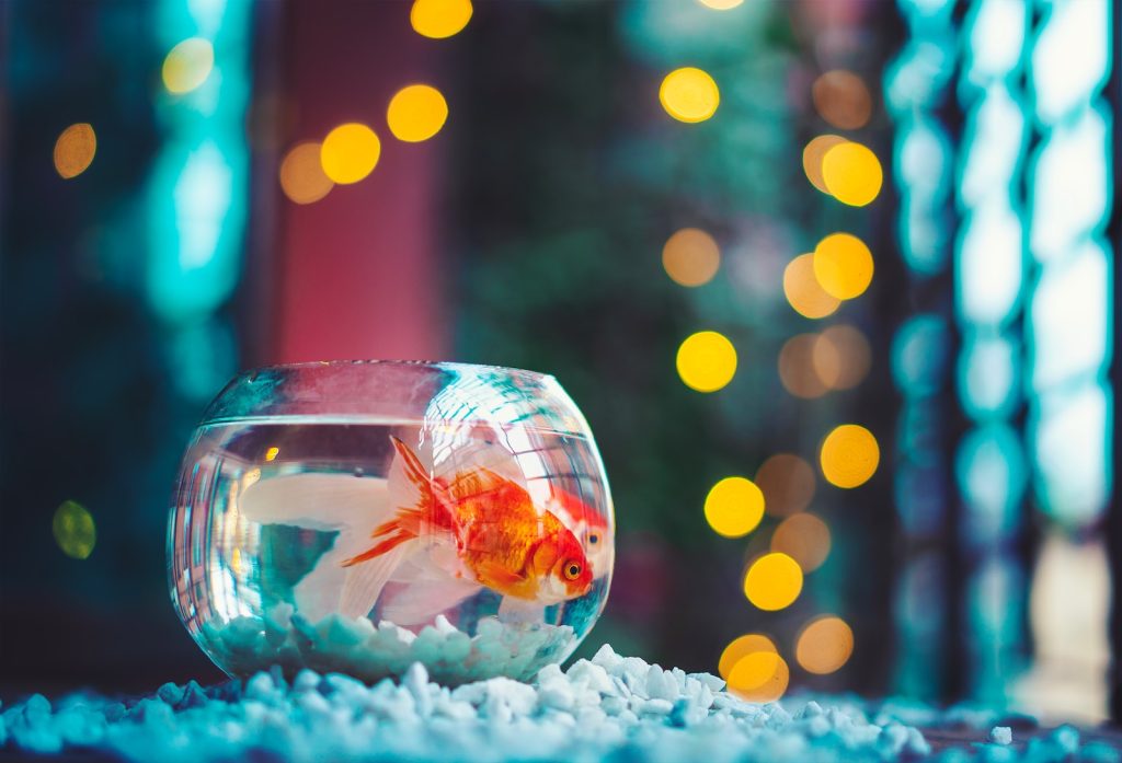 Aquarium Keeping for Pets: How to Create a Healthy Environment